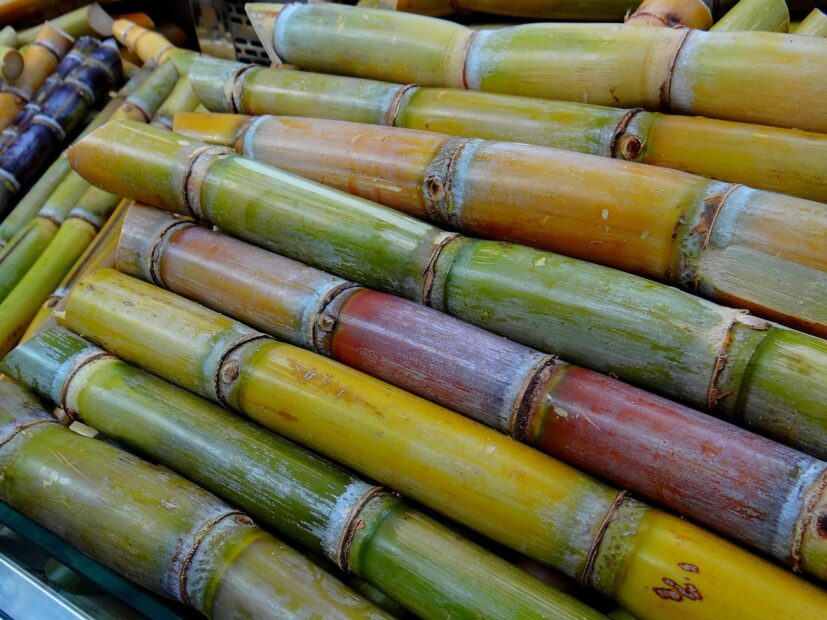 sugar cane, sweetgrass, luxury items, sugar cane harvest, sugar production, food, sugar cane, sugar cane, sugar cane, sugar cane, sugar cane
