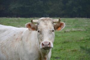 cow, nature, white cow, head face, horns, pasture, field, animal, ruminant, pre, cattle, breeding, firm nature, prairie
