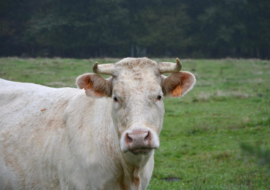 cow, nature, white cow, head face, horns, pasture, field, animal, ruminant, pre, cattle, breeding, firm nature, prairie