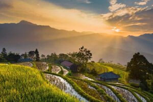 field, nature, sunlight